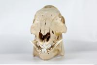 Skull Boar - Sus scrofa 0019
